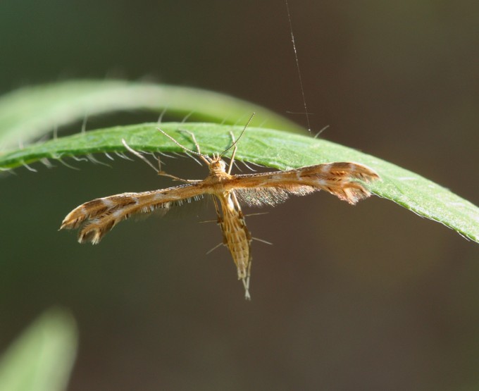 Crombrugghia laetus o Cnaemidophorus rhododactyla?